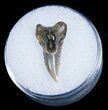 Fossil Tiger Shark Tooth #4165-1
